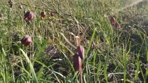 Рябчик или фритиллярия мелеагрис.