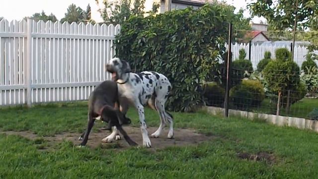 Crystal & Camelia 7 mon смотреть онлайн