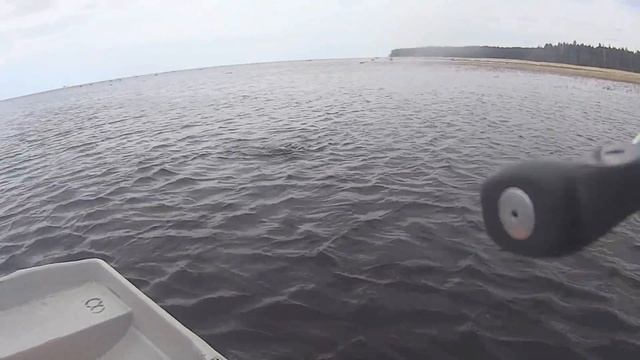 ЩУКА против JACKALL Gantarel. Ловля щуки на свим-бейт. смотреть онлайн