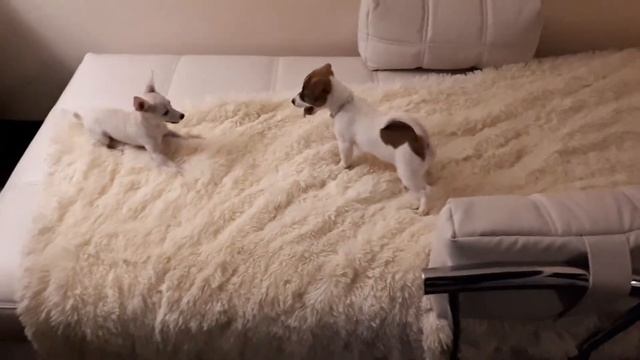 Джек Рассел Терьер vs Той Терьер смотреть онлайн