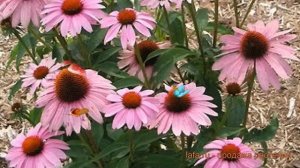 Эхинацея обыкновенная Дип Роуз ? эхинацея Дип Роуз обзор: как сажать семена эхинацеи Дип Роуз