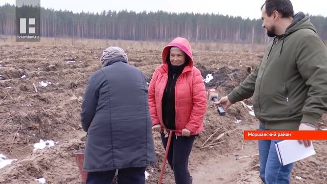 Посадить 1 млн саженцев сосны менее чем за 3 недели планируют лесоводы из Тамбовской области