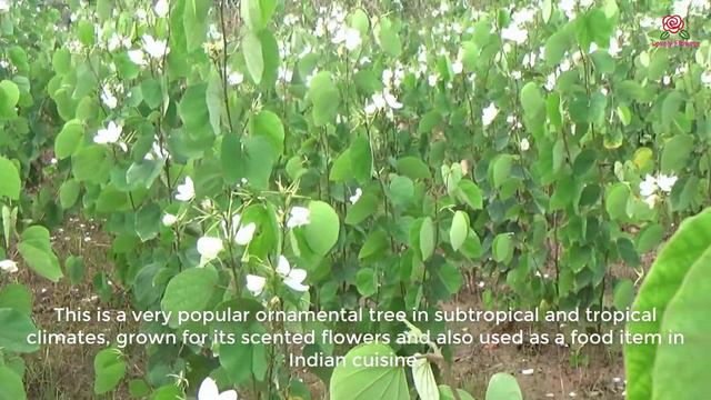 White Bauhinia variegata