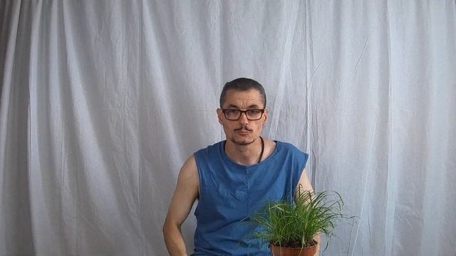 81.cyperus zumula смотреть онлайн