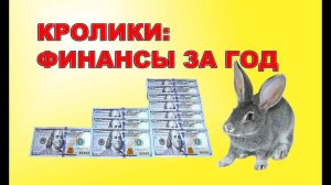 КРОЛИКОВОДСТВО: ФИНАНСОВЫЙ РЕЗУЛЬТАТ ЗА ГОД