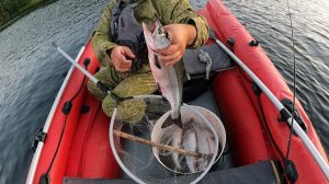 БЕЗУМНЫЙ КЛЁВ ГОРБУШИ / CRAZY PINK SALMON BITE