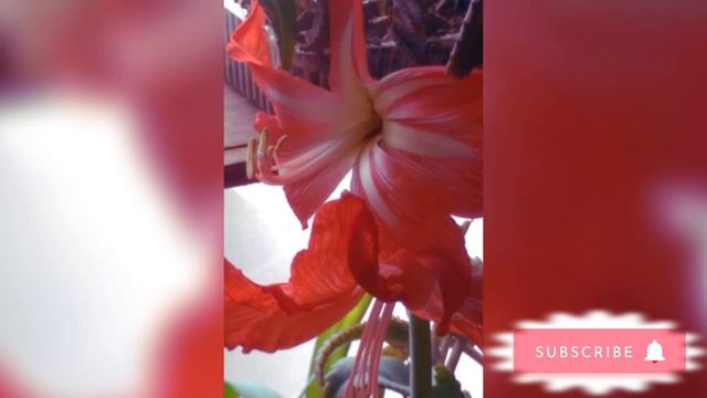 Как цветут ГИППЕАСТРУМЫ 🌺 How the HIPPEASTRUMS bloom