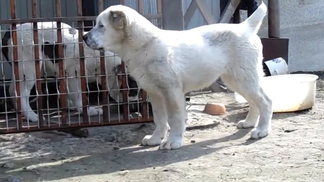 Девочка Алабая возраст 3 месяца продается 89513067303 смотреть онлайн