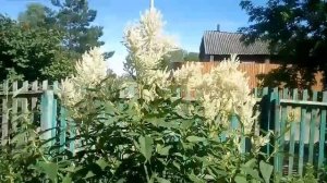 Цветок ? Горец изменчивый ?