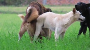 Awesome Sweet Rural Dogs In Village!! Labrador Dog Meeting Norwegian buhund Nearly Morning
