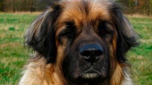 Собака Леонбергер -  описание плюсы и минусы породы