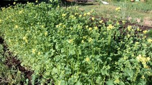 СИДЕРАТЫ на даче: как ПОСЕЯТЬ и СОБРАТЬ СЕМЕНА