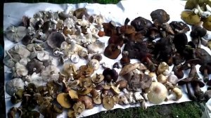 Первый поход в лес по грибы в Архызе