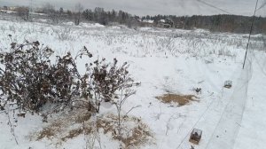 Ловля щеглов и пуночек 3.11.2023.