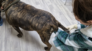 Обследуем Данушу. ХРАМОТА у СОБАКИ. Целый день по больницам. Осмотры, рентген, диагноз