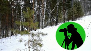 В зимнем лесу / Птицы поют для вашего отдыха, крепкого сна и снятия стресса