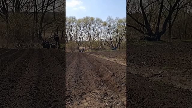 Нарезка гребней дисковым окучником  на лёгком мотоблоке. Весна 2023.