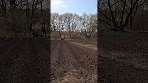 Нарезка гребней дисковым окучником на лёгком мотоблоке. Весна 2023.