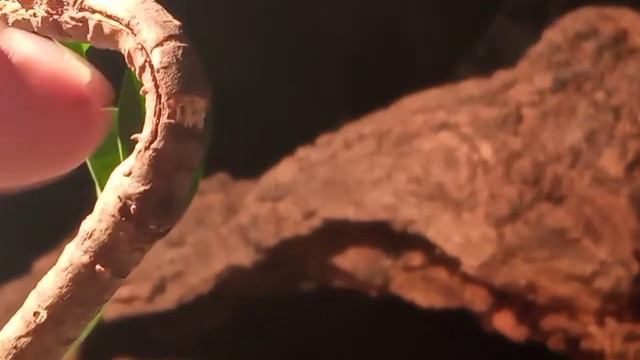 Распаковка ямадори Gymnema sylvestre после агрессивной формировки. смотреть онлайн