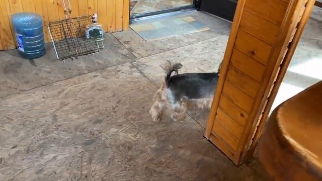 Варю коноплю/Мэри потерялась/Достал трофей на удочку из глубины/На необитаемом острове не выжили бы смотреть онлайн