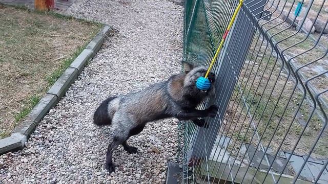 Лисья игрушка на заборе смотреть онлайн