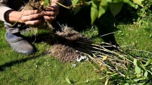 Осеннее деление флоксов