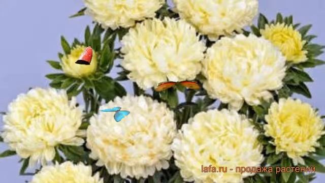 Астра обыкновенный Еллоу ? обыкновенный астра Еллоу обзор: как сажать, семена астры Еллоу смотреть онлайн