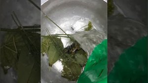 #рецепт/огурцы и патиссоны/на зиму/ без стерилизации/