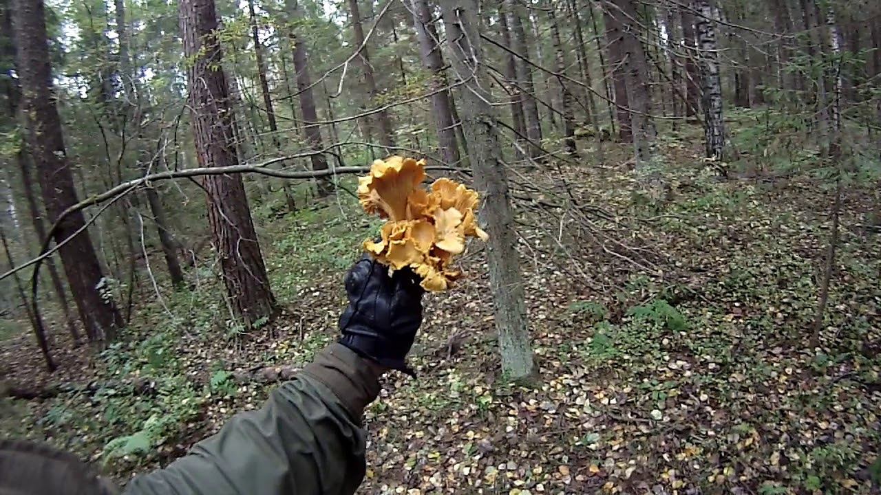 Осень в лесу, ложные и съедобные опята