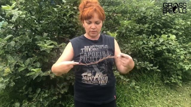 Как правильно выбрать и пользоваться строгим ошейником для собак? Советы от заводчика смотреть онлайн