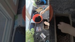 Посадка многолетний  Роджерсии "Бронз Пикок" . Так она точно дождётся высадки в открытый грунт ???