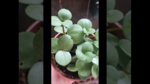 Plant Journal - Peperomia Hope