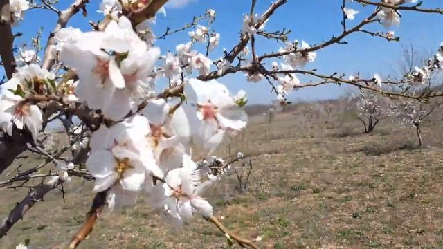 Миндаль в Крыму.цветение. 5 апреля 2022 года, небольшой заморозок смотреть онлайн