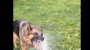 Собака ловит воду из шланга нарезка/Собака и вода подборка/dog and water/ funny dog