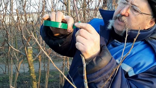 Как привить грушу на боярышник (метод улучшенной копулировки) смотреть онлайн