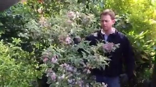 Plant ID Guide - Weigela 'Florida Variegata' смотреть онлайн