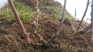 ДАЧНЫЕ БУДНИ 10 апреля//Как перезимовали розы??//Первые посевы в теплице