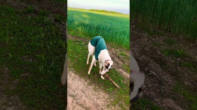 #borzoi #dog #doglover #борзая #русскаяборзая #собаки #greyhound #рпб #русскаяпсоваяборзая #hunter