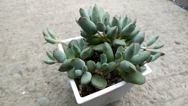 Cotyledon papillaris 'jacobseniana' 多肉植物圖鑑 姬福娘 смотреть онлайн