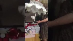 Что можно подарить невестке?