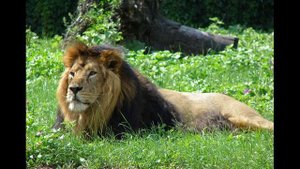 Берберийский лев - хищник из Черной книги животных.