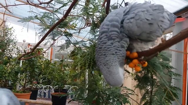 Сколько живут серые попугаи в дикой природе и в домашних условиях?