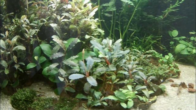 Убрал Элодею | Добавил огромный куст Больбитиса смотреть онлайн