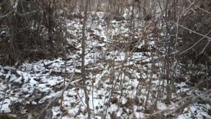 Ловля Фазана на петлю. Как поймать Фазана. Ловить Фазана. Catching a Pheasant on a loop.