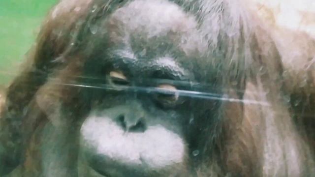 Ижевский зоопарк. Эпизод 3. Страна обьязан. смотреть онлайн