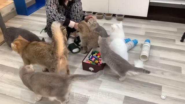 You Laugh You Lose ? Funniest Animals 2024 ?? Part 14