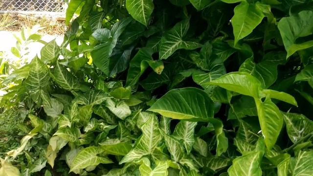 Syngonium white butterfly melimpah !