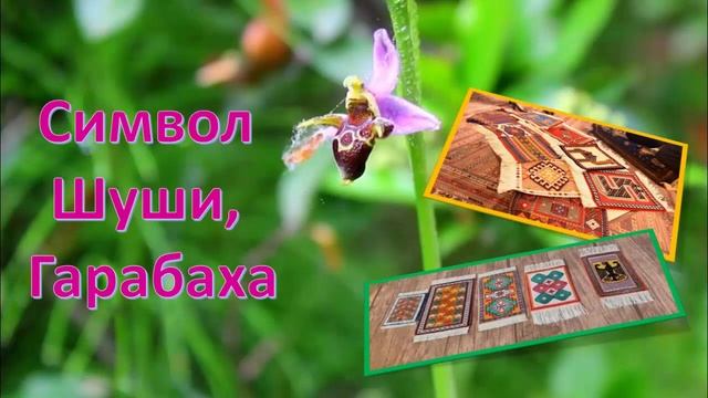 Королева цветов #харыбюльбюль #шуша смотреть онлайн