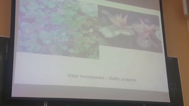 Чичев геоботаника тундра лесотундра смотреть онлайн