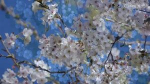 Значение имени Аделаида: карма, характер и судьба